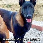 02 Litter H1
