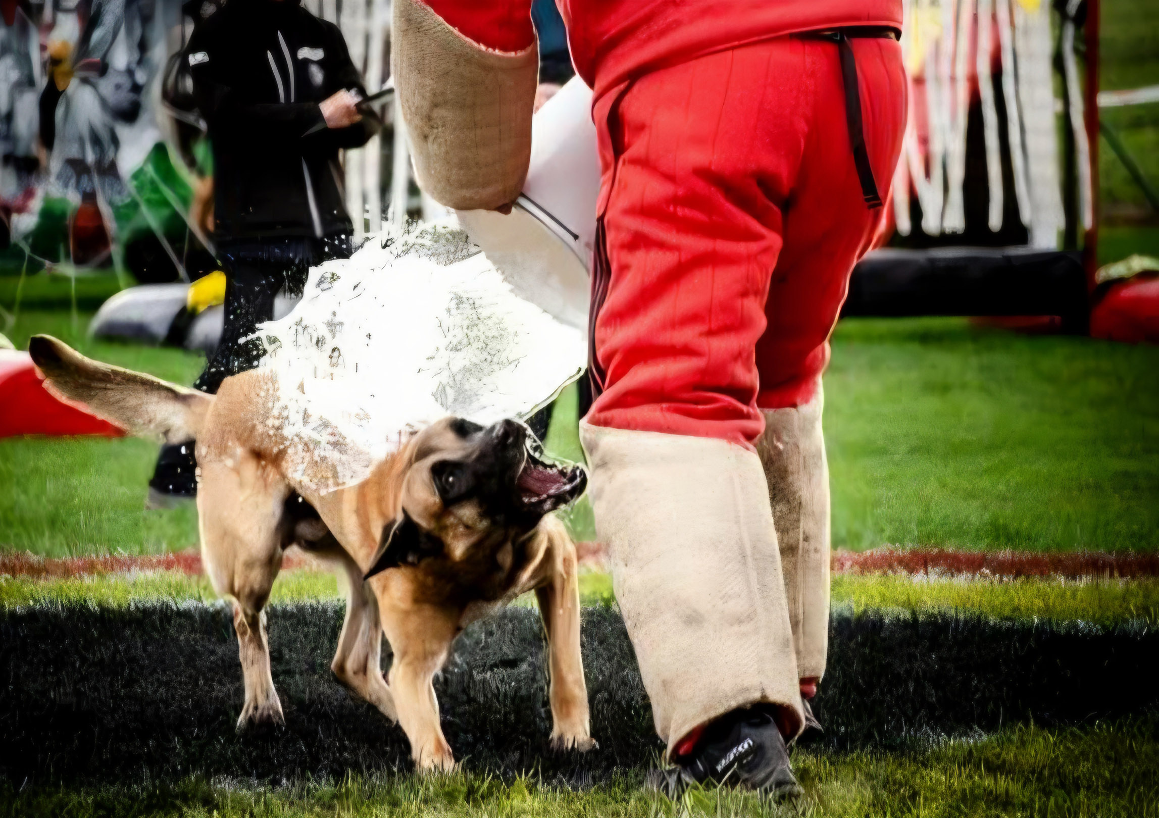 Nardo du feu de Wotan 7
