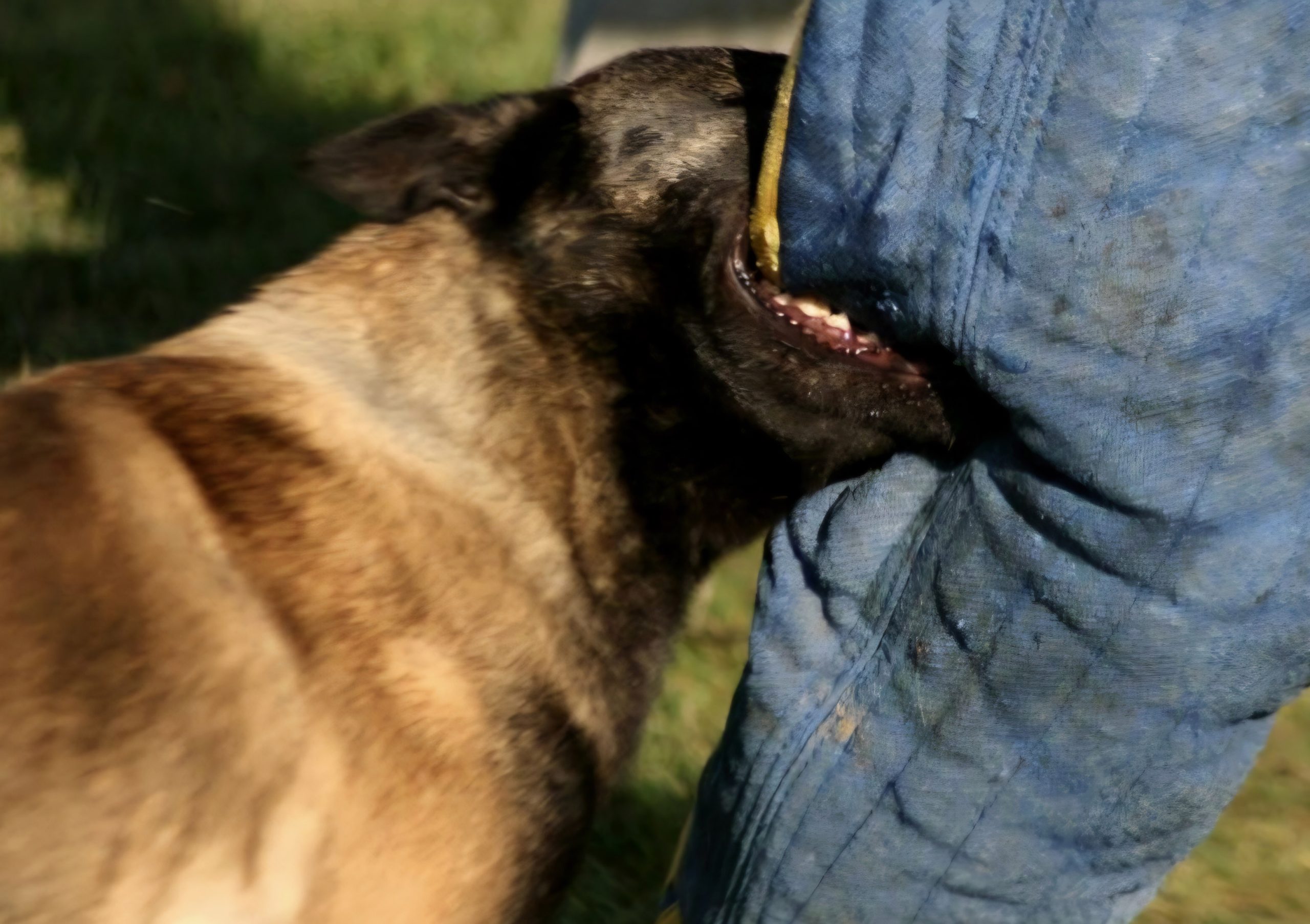 Panzer NPA Detection dog 1