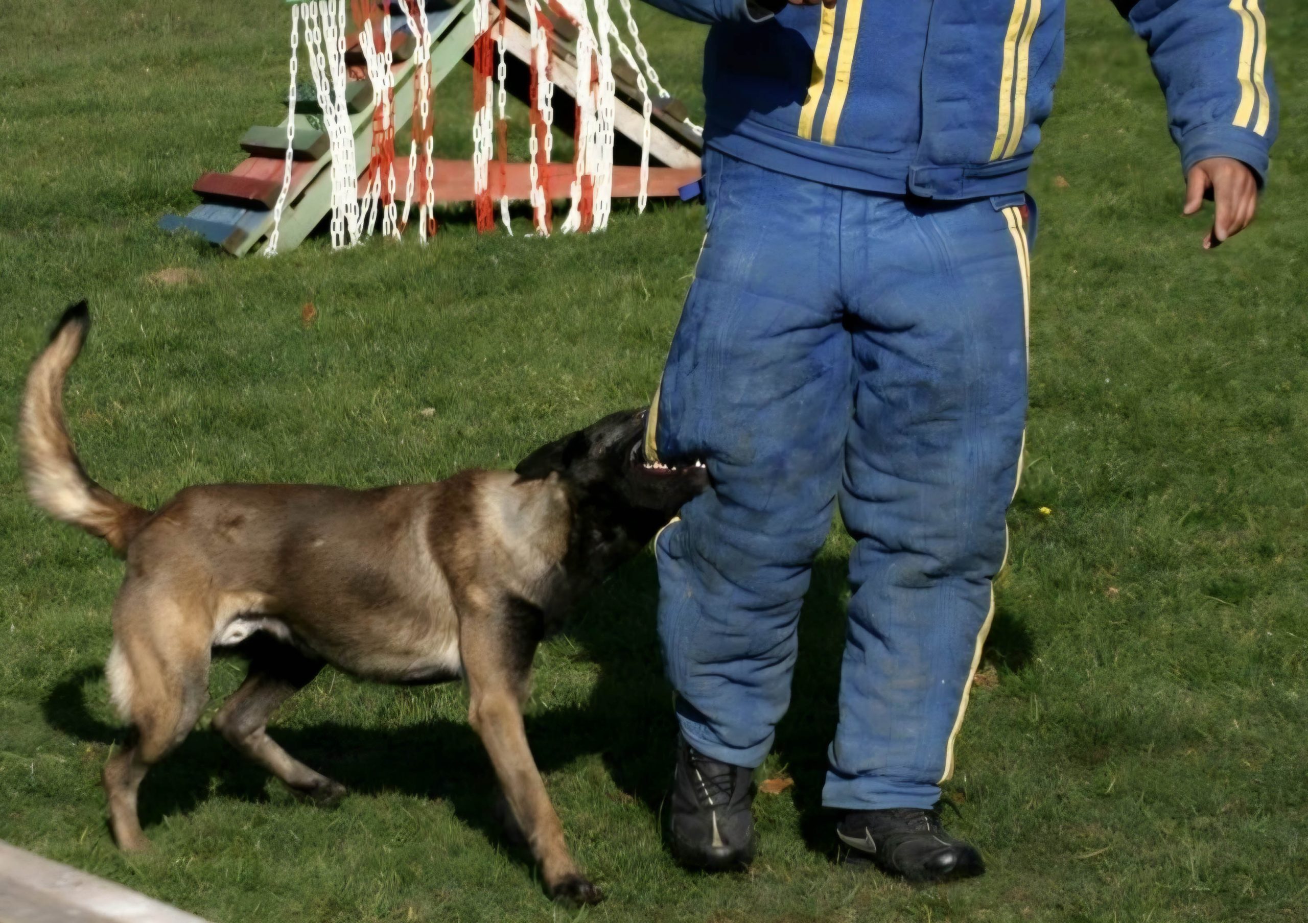 Panzer NPA Detection dog 2